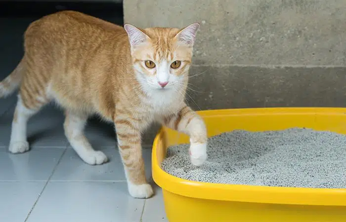 Cocaína en arena para gatos