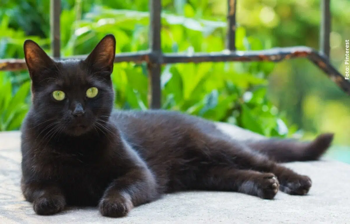 Restringen adopción de gatos negros