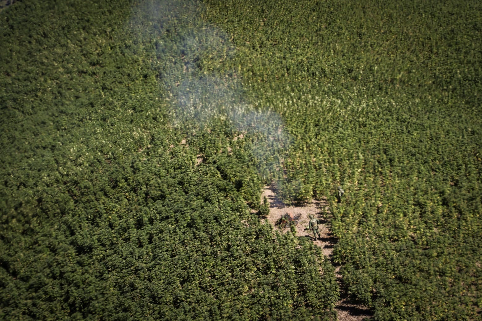 hectárea de Marihuana