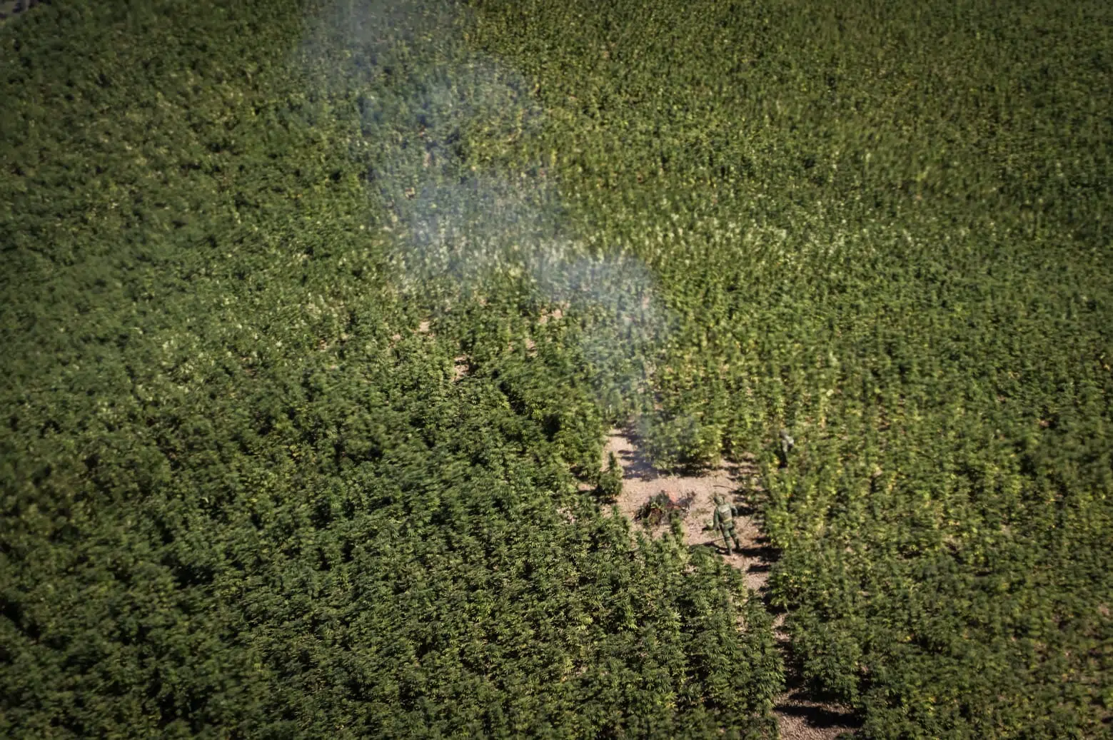 hectárea de Marihuana 