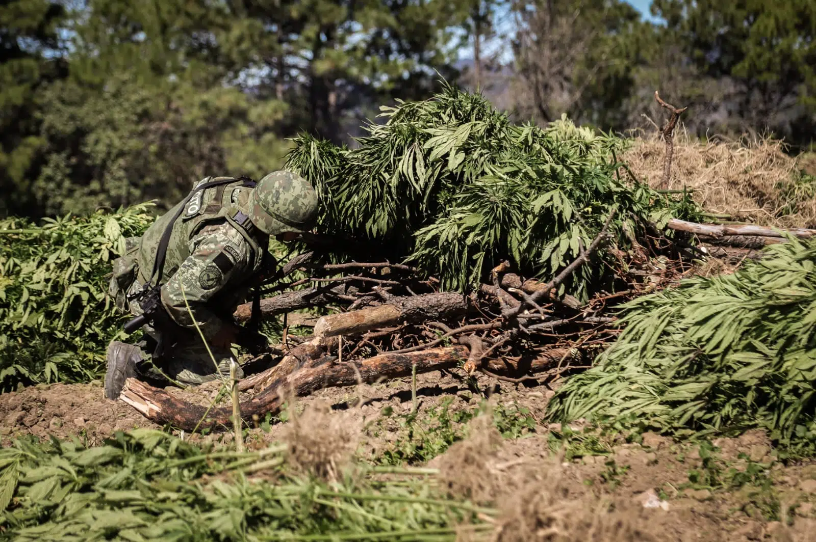 hectárea de Marihuana