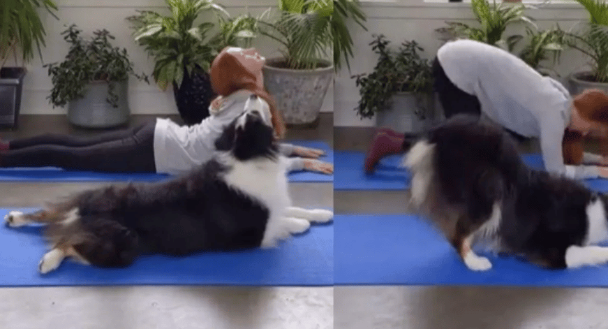 Perrita que hace yoga es viral