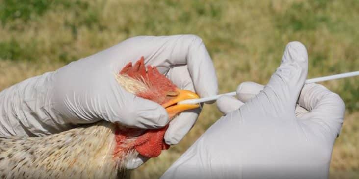 influenza aviar h5n1