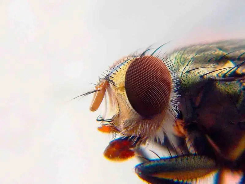 Plaga de insectos en Hermosillo