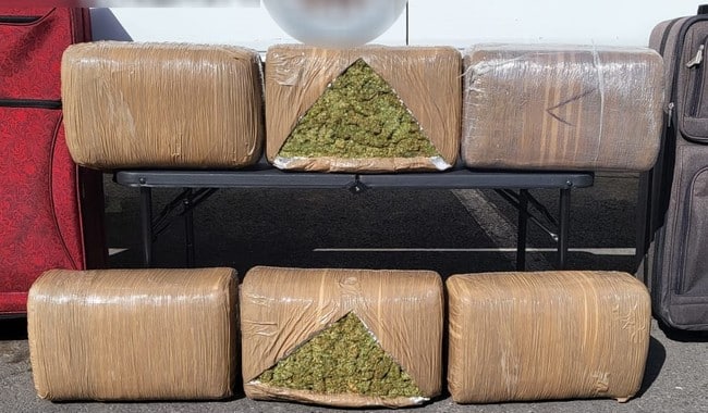 marihuana perros guardia nacional