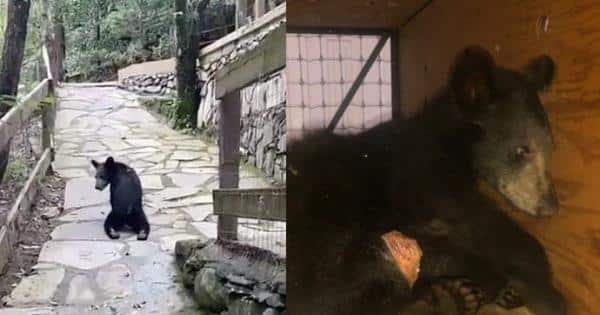 Oso baleado en Nuevo León