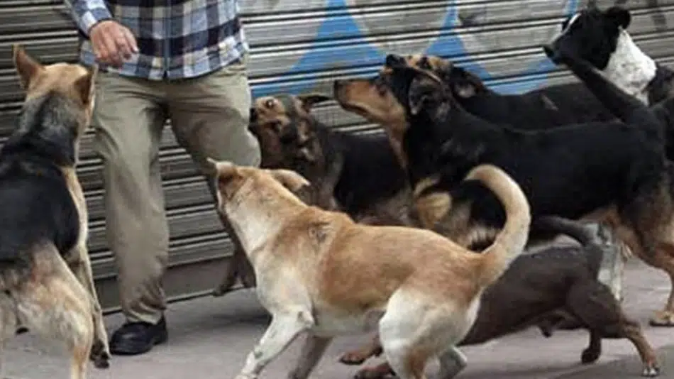 ¡Terrible! Jauría de perros devora cuerpo humano en Celaya