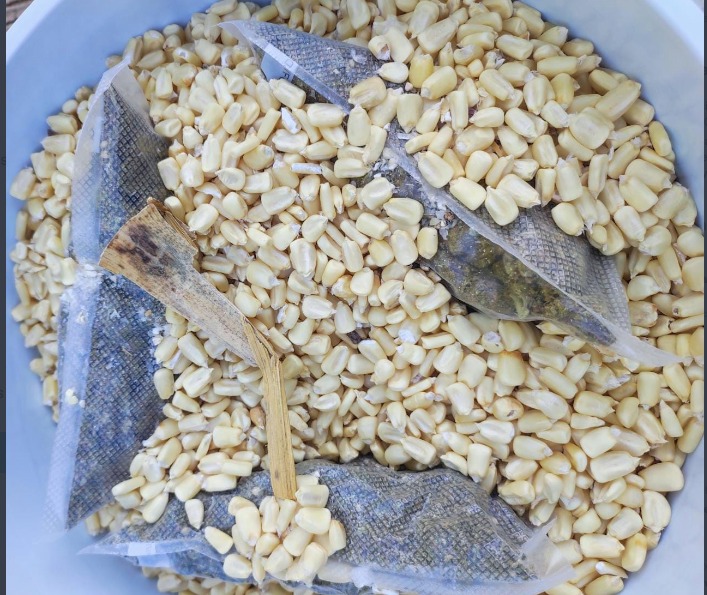Aseguramiento de mariguana en Maíz 