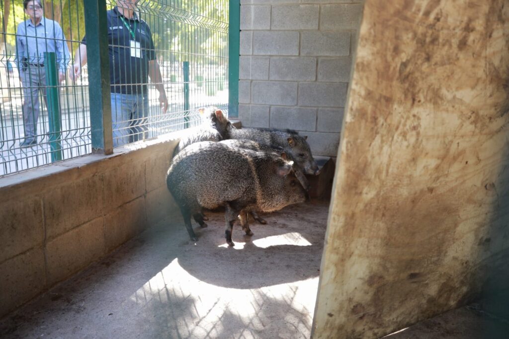 Animales del Villafañe se van al zoológico de Culiacán
