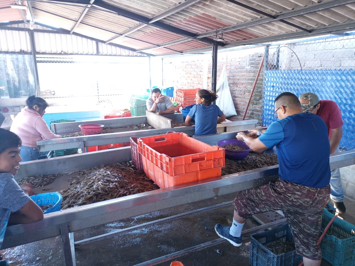 Pesca de camarón