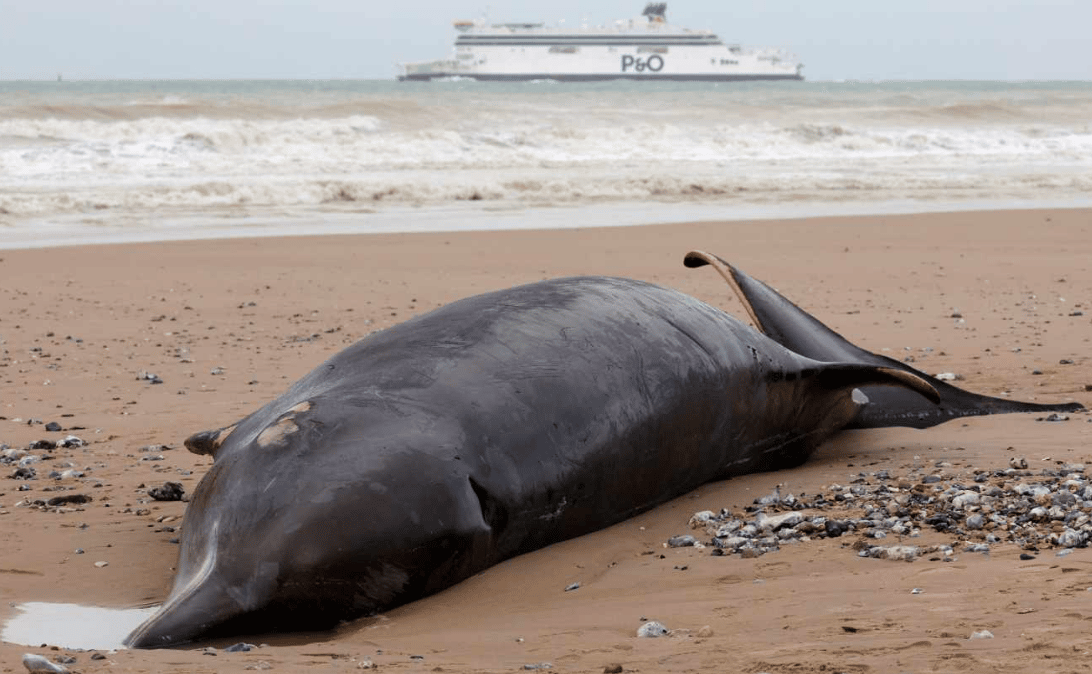 Ballena yace al norte de Francia