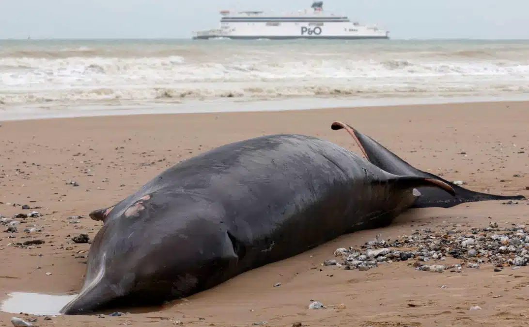 Ballena yace al norte de Francia