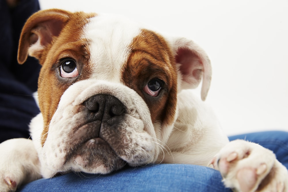 Roban 210 cachorros de raza de costoso valor en el AICM; ya han sido recuperados