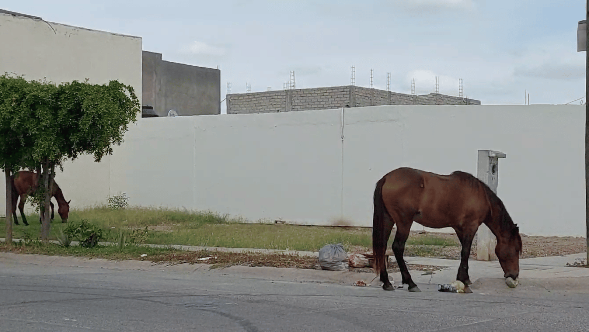 Caballos Los Mochis