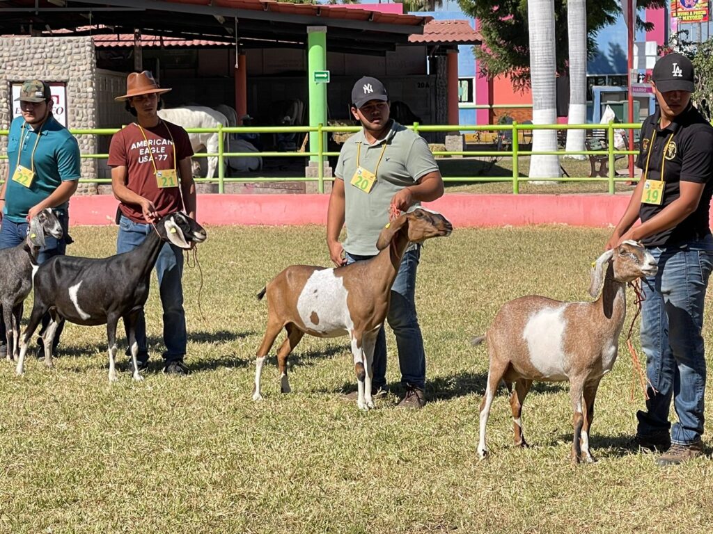 Cabras, Expo Ganadera