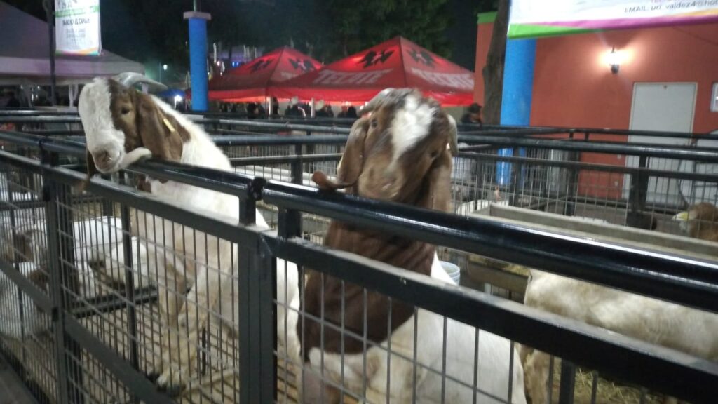 Cabras, Expo Ganadera