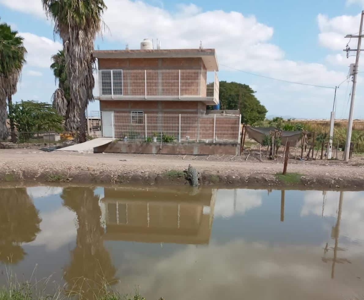 Caimán Culiacán PC