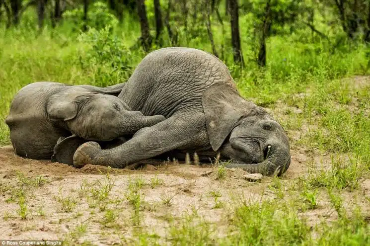 Elefantes borrachos India