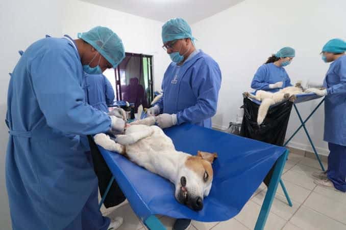 Esterilización, Animales, Ahome