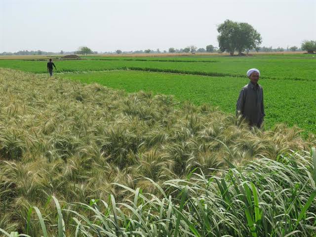 Fundación Gates apoyará a pequeños agricultores con mil 400 millones de dólares