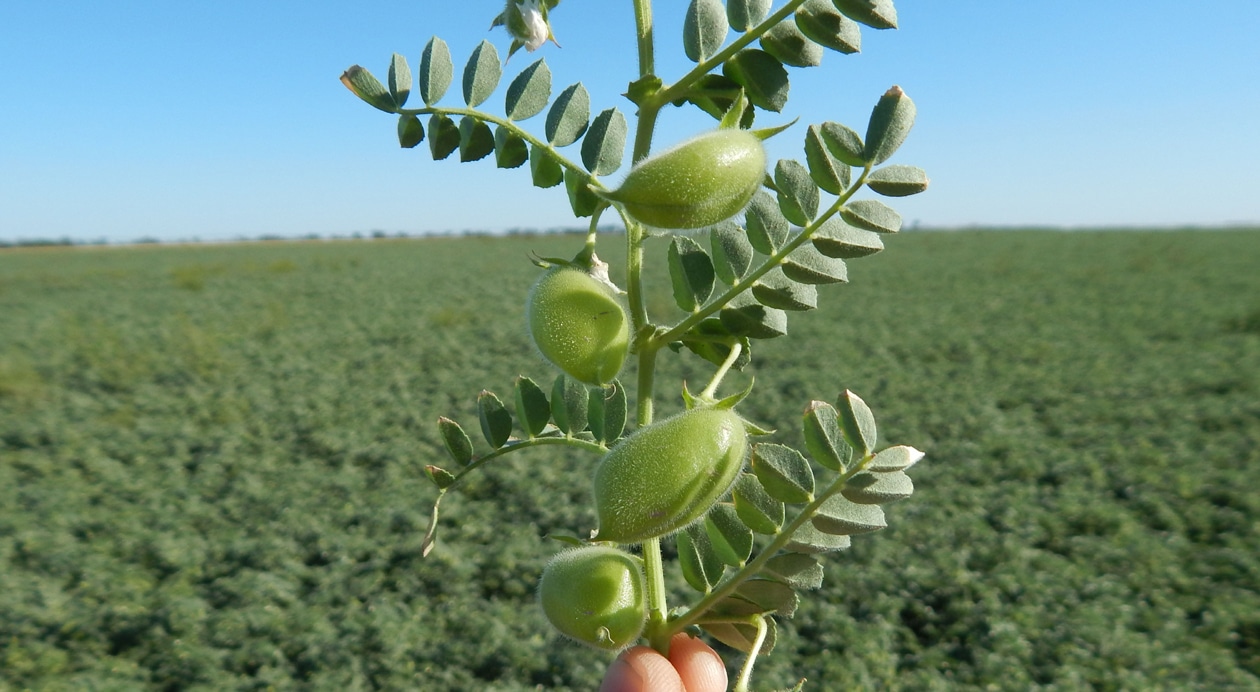 Garbanzo