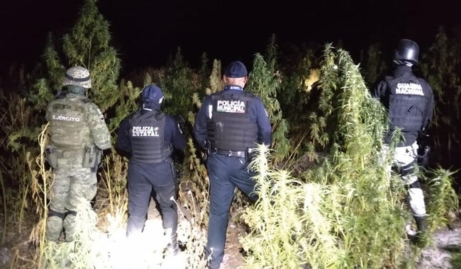 plantío marihuana
