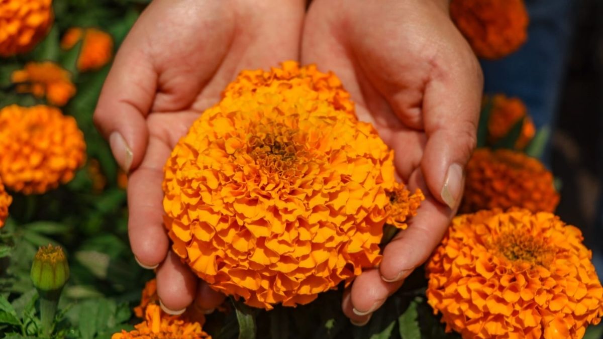 La flor de cempasúchil no es de origen chino, asegura estudio de ADN