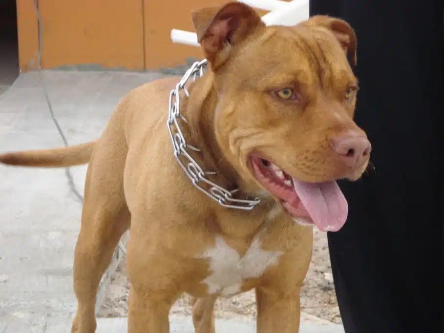 Mujer irá 20 años a prisión tras provocar que su perro pitbull matara a hombre