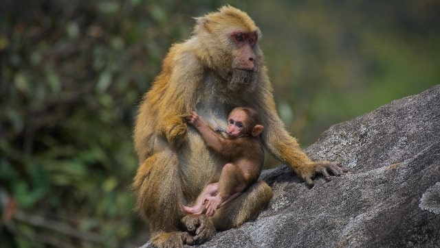 Pretende China enviar monos para que se reproduzcan en el espacio