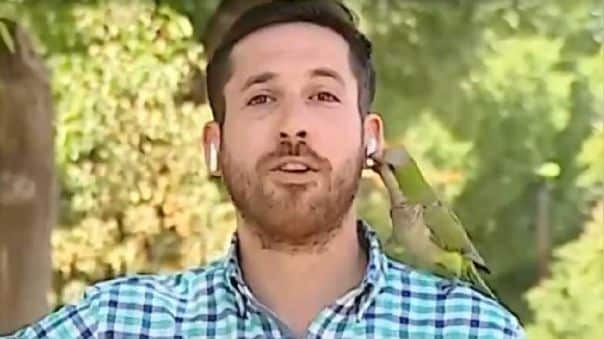 VIDEO: ¡El colmo! Reportero es víctima de robo por un loro tras hablar de la inseguridad en Chile