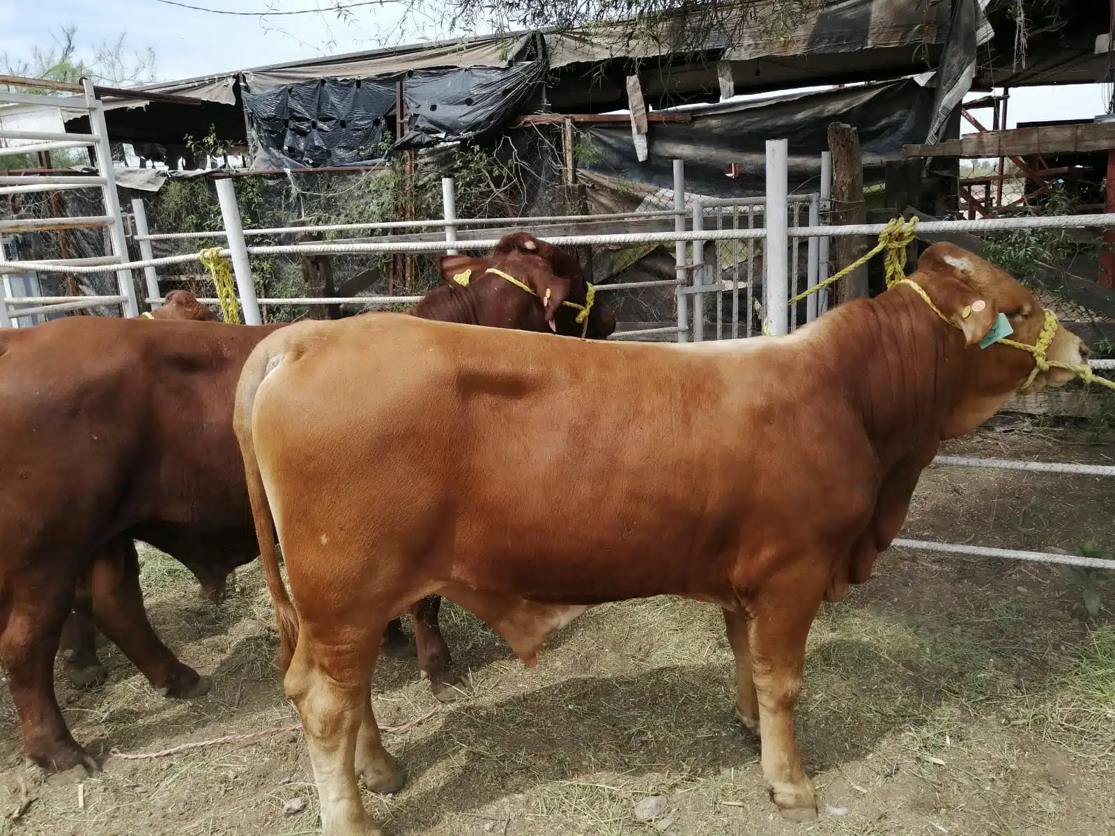 Vacas ganado pecuario ventas