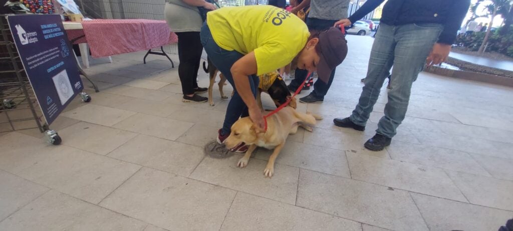 ¡Adopta una mascota!, dona amor a los amigos de cuatro patas que más lo necesitan