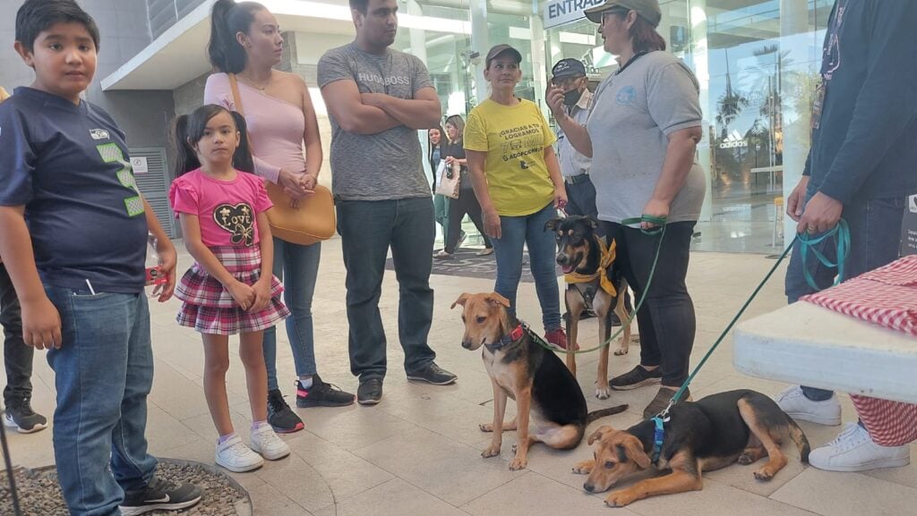 ¡Adopta una mascota!, dona amor a los amigos de cuatro patas que más lo necesitan