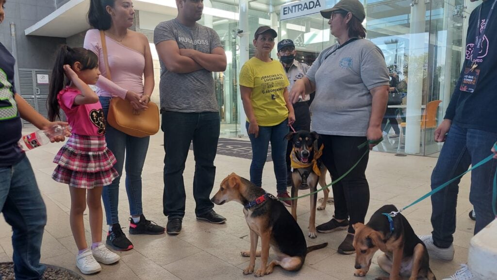 ¡Adopta una mascota!, dona amor a los amigos de cuatro patas que más lo necesitan