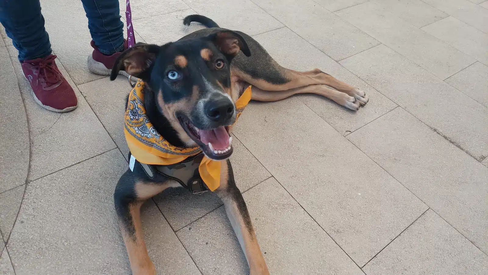 ¡Adopta una mascota!, dona amor a los amigos de cuatro patas que más lo necesitan