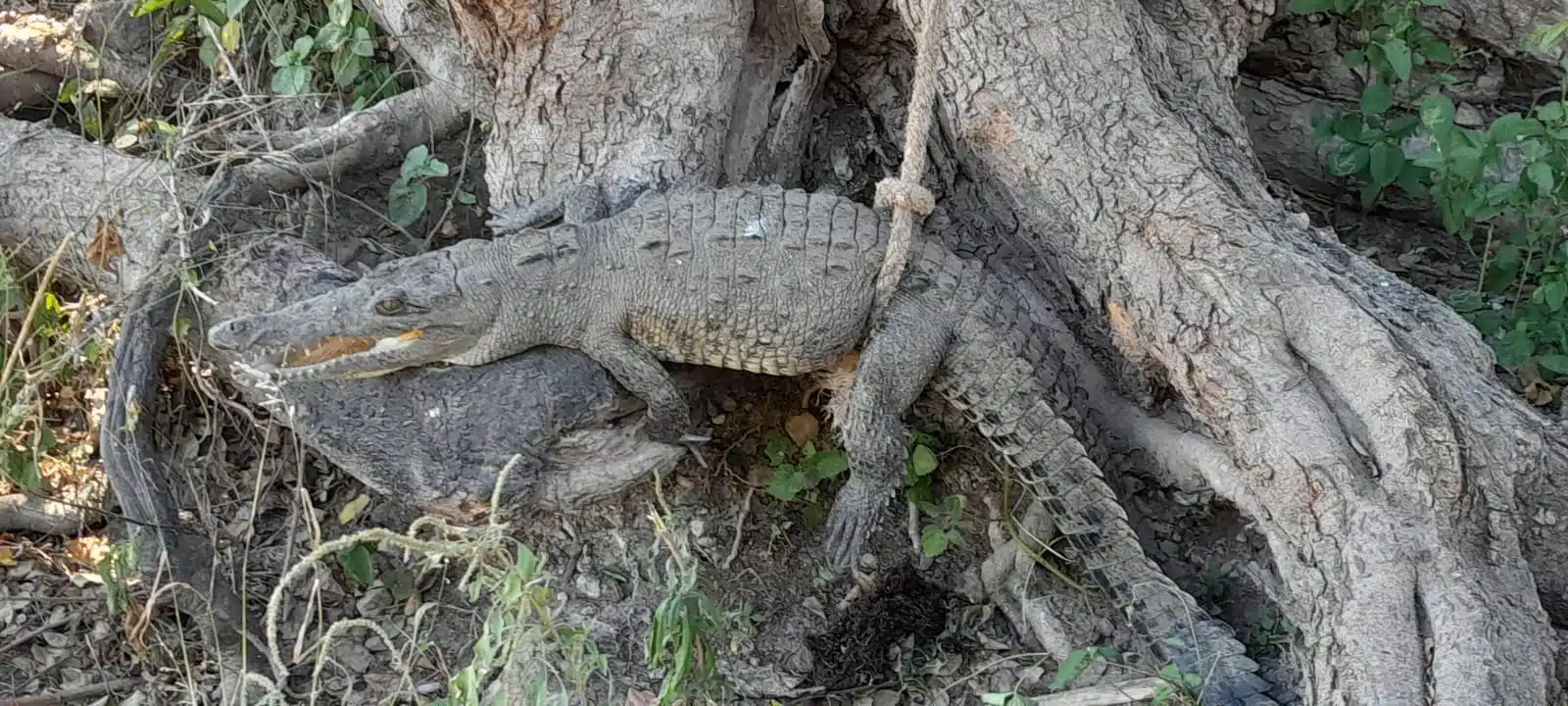 cocodrilo en Mazatlán+