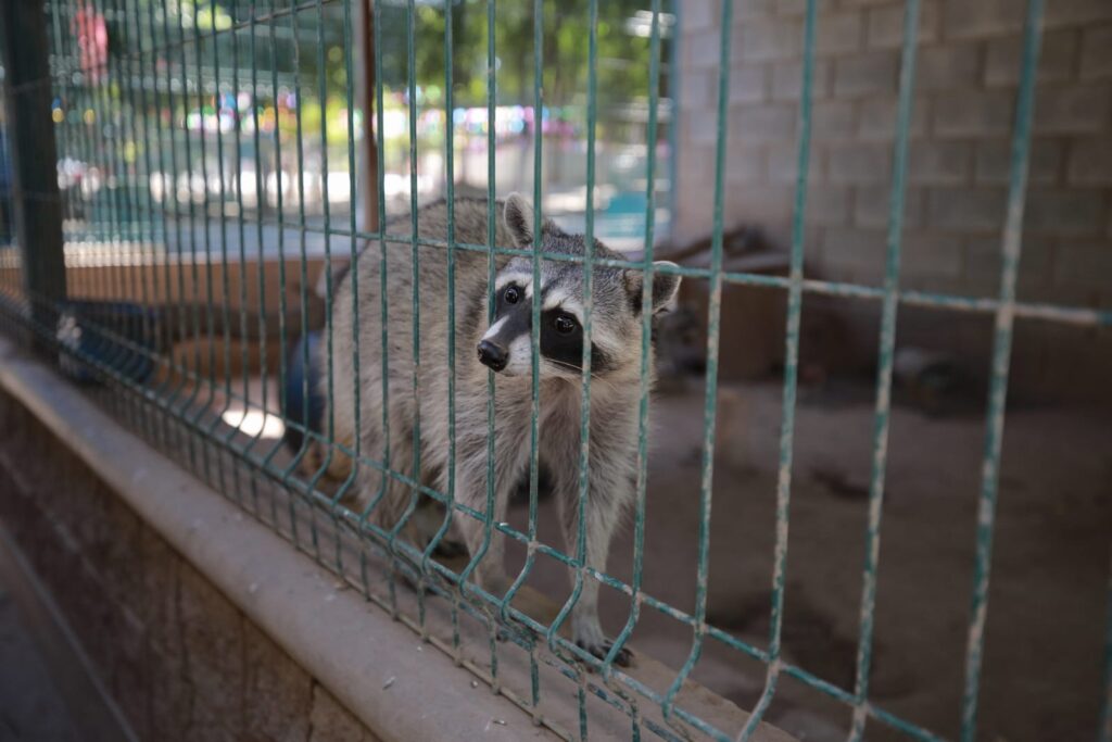 Animales del Villafañe se van al zoológico de Culiacán