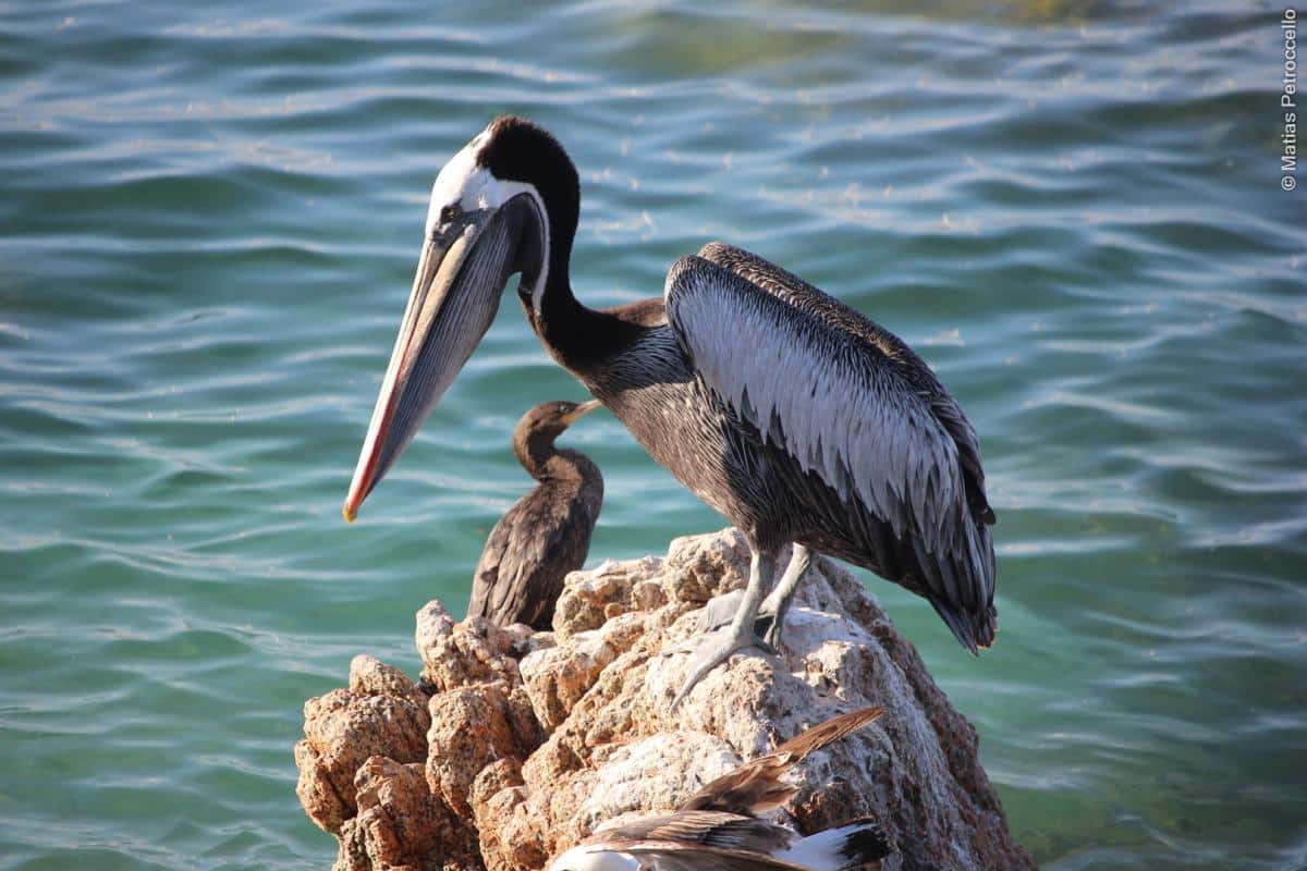 Perú gripe aviar en pelicanos