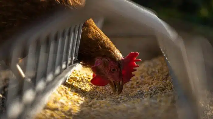 Gripe aviar en Nuevo León