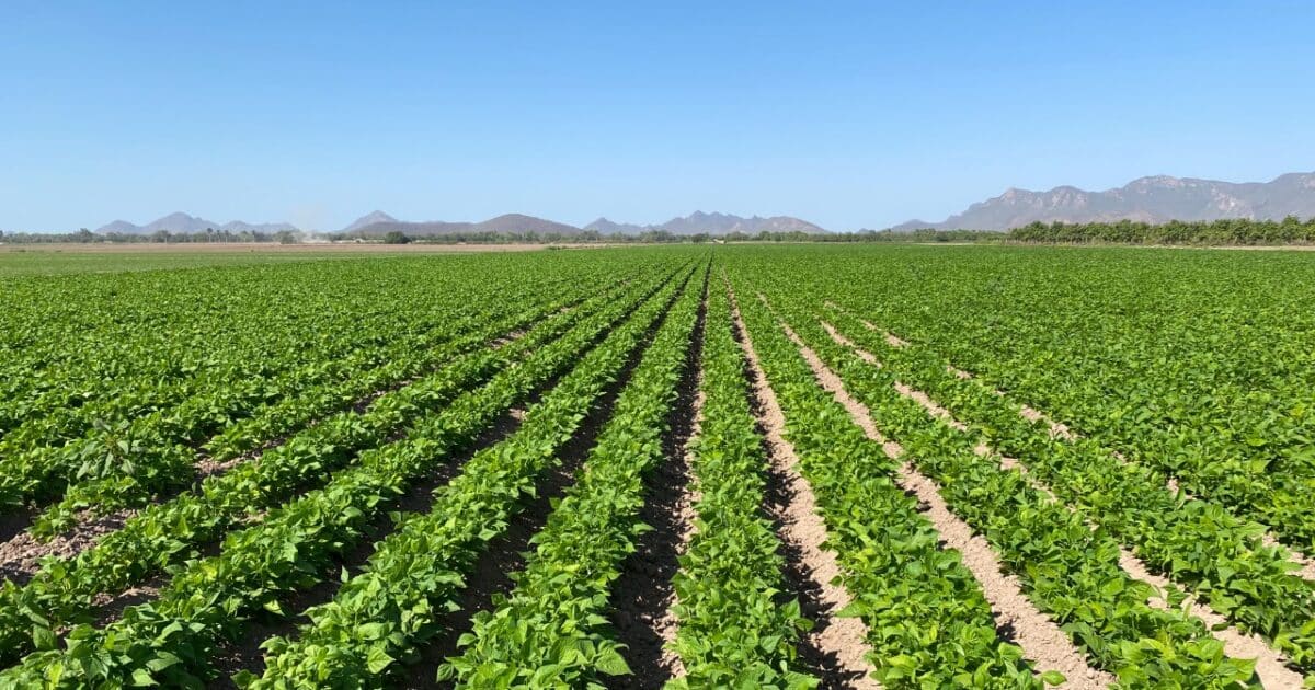 productores agrícolas