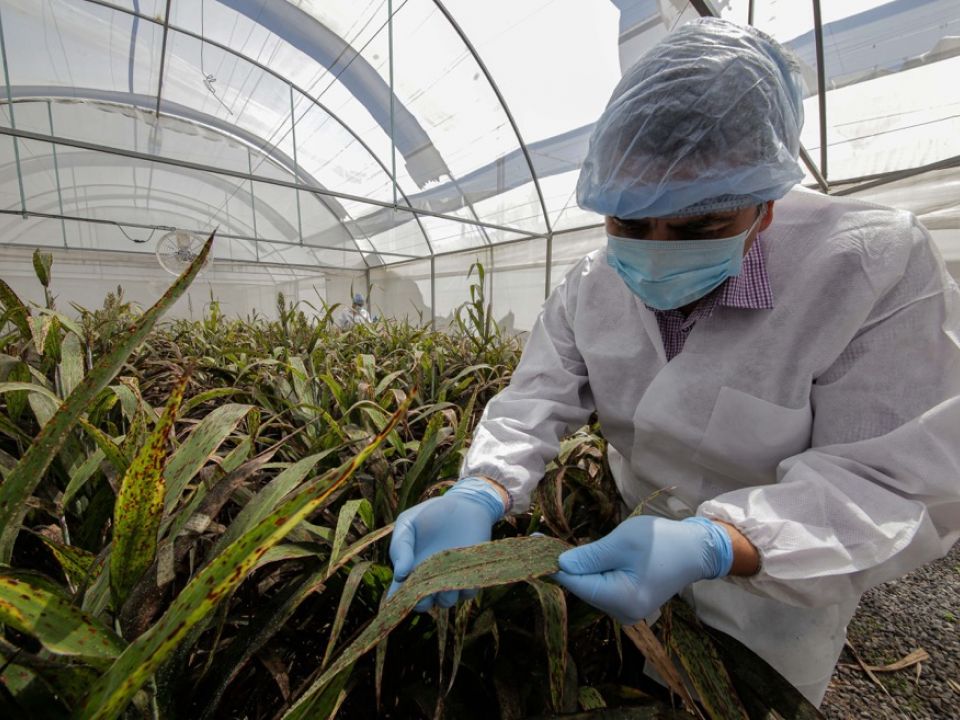 campos agricolas sanidad