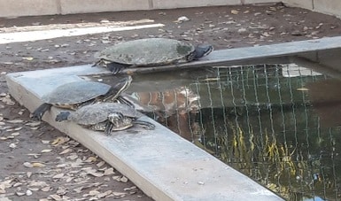 ¡Adiós venados, cocodrilos, monos y pavorreales!