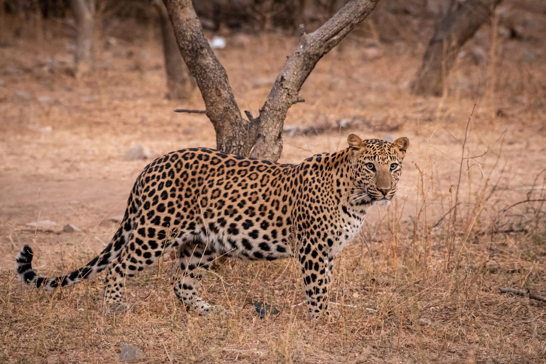 ¡Hasta la muerte! Leopardo ataca y deja sin vida a dos niños, en hechos diferentes