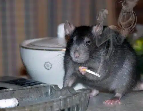 ¡No se lo esperaban! Ratas se comen 500 kilos de droga incautada en la India