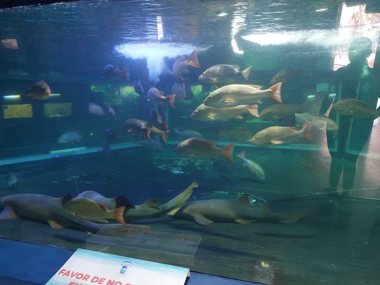 ¿Qué pasará con los peces El Pingüinario y los lobos marinos se quedarán en el nuevo acuario Rojas (2)