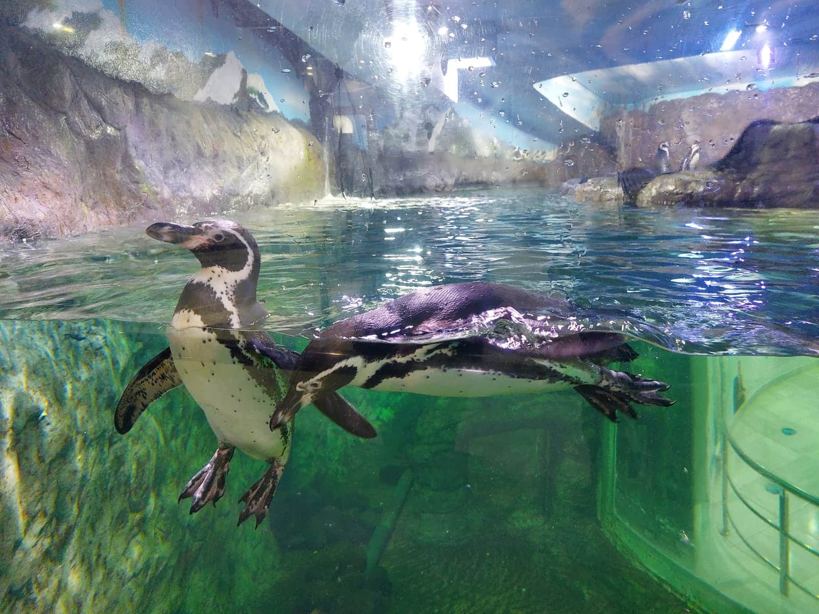 ¿Qué pasará con los peces El Pingüinario y los lobos marinos se quedarán en el nuevo acuario Rojas