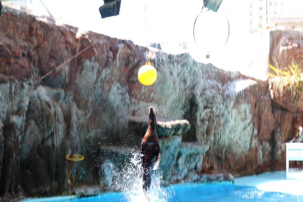 Pingüinario y lobos marinos, las exhibiciones con más éxito en el Acuario  Mazatlán | Línea Directa