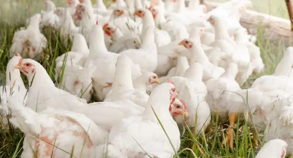 Advierten sobre aumento de casos de gripe aviar en Centroamérica