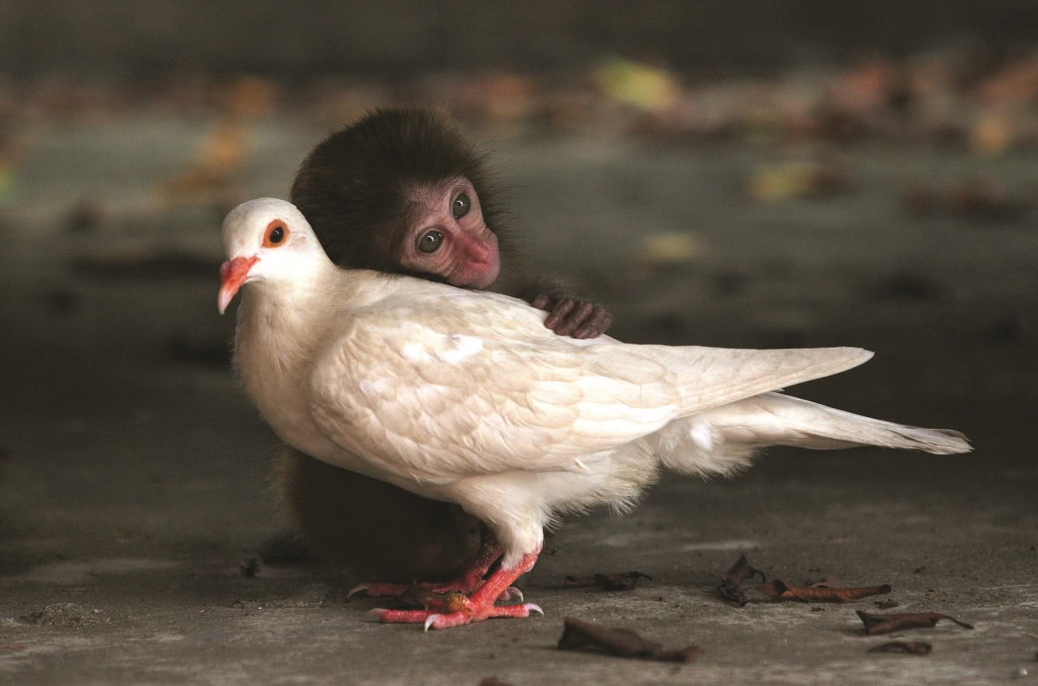 ¡Son fantásticos! Los animales son capaces de hacer amigos, estudio lo revela