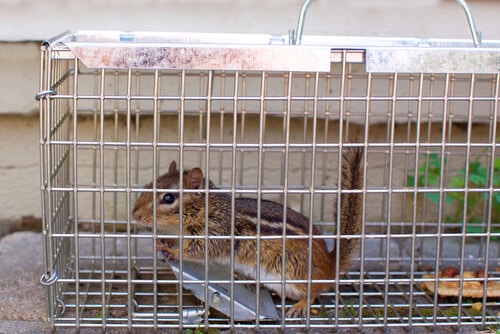Ardilla